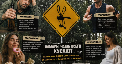 Почему комары кусают одних чаще других: дело не в «сладкой крови»